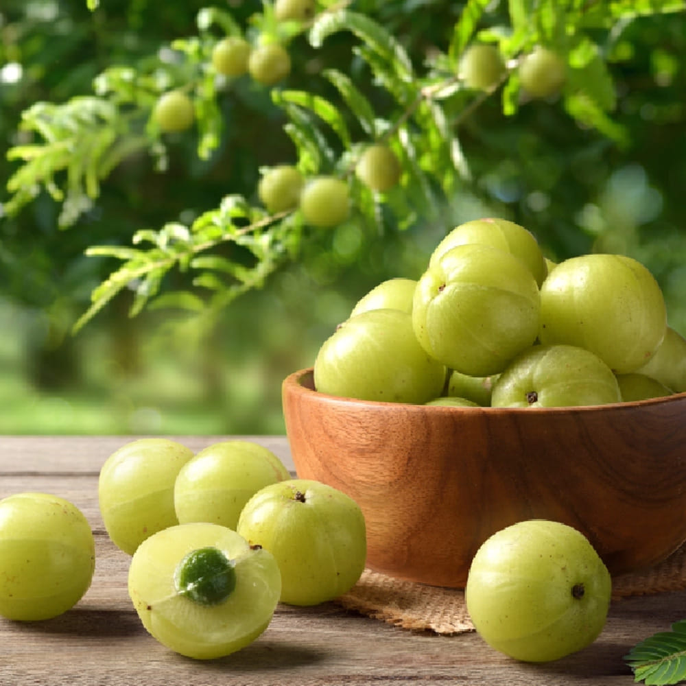 Amla Chunda (1)