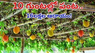 10 గుంటల్లో సాగు.. 4 నెలల్లో రూ.16లక్షల ఆదాయం.. విదేశీ పంటతో లక్షలు గడిస్తున్న యువరైతు!