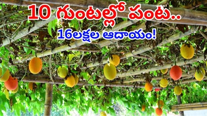 10 గుంటల్లో సాగు.. 4 నెలల్లో రూ.16లక్షల ఆదాయం.. విదేశీ పంటతో