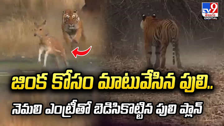 జింక కోసం మాటువేసిన పులి.. నెమలి ఎంట్రీతో బెడిసికొట్టిన పులి ప్లాన్ జింక కోసం మాటువేసిన పులి.. నెమలి ఎంట్రీతో బెడిసికొట్టిన పులి ప్లాన్