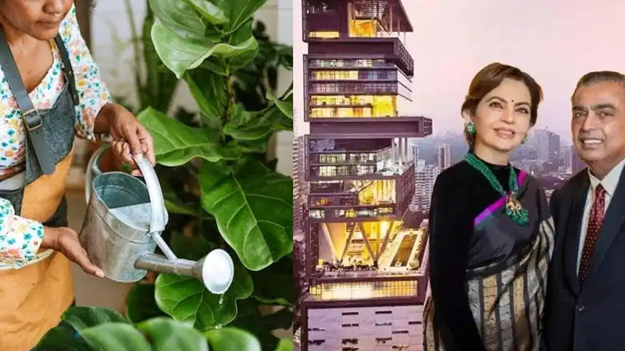 Antilia Gardener Salary: ప్రపంచంలోని అత్యంత ధనవంతుల జాబితాలో వ్యాపారవేత్త ముఖేష్ అంబానీ పేరు కూడా ఒకటి. ముఖేష్ అంబానీ కుటుంబం వారి విలాసవంతమైన జీవితం కారణంగా ఎప్పుడూ వార్తల్లో ఉంటుంది. ఆయన నివాసం, ఆంటిలియా, ఎల్లప్పుడూ ఒక ప్రత్యేక ఆకర్షణగా నిలుస్తుంది. అన్ని సౌకర్యాలు, సదుపాయాలు ఉన్న ఈ ఇంట్లో పని చేస్తున్న వారికి ఎంత జీతం వస్తుందో అని చాలా మంది ఆశ్చర్యపోతుంటారు. మరి చెట్టకు నీరుపెట్టే పని మనిషికి ఎంత జీతం వస్తుందో తెలుసుకుందాం.