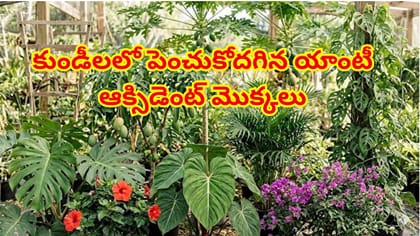 ఇంట్లోనే సులభంగా పెంచుకోదగిన యాంటీ ఆక్సిడెంట్ మొక్కలు..లాభాలు