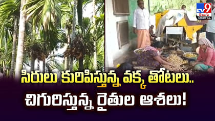సిరులు కురిపిస్తున్న వక్క తోటలు.. చిగురిస్తున్న రైతుల ఆశలు!