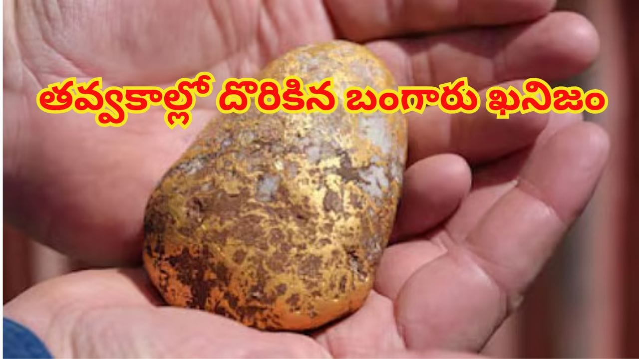 తవ్వకాల్లో బయటపడ్డ 1.2 కిలోల బంగారు గడ్డ.. విలువ అక్షరాలా రూ. 1.5 కోట్లు పైమాటే!