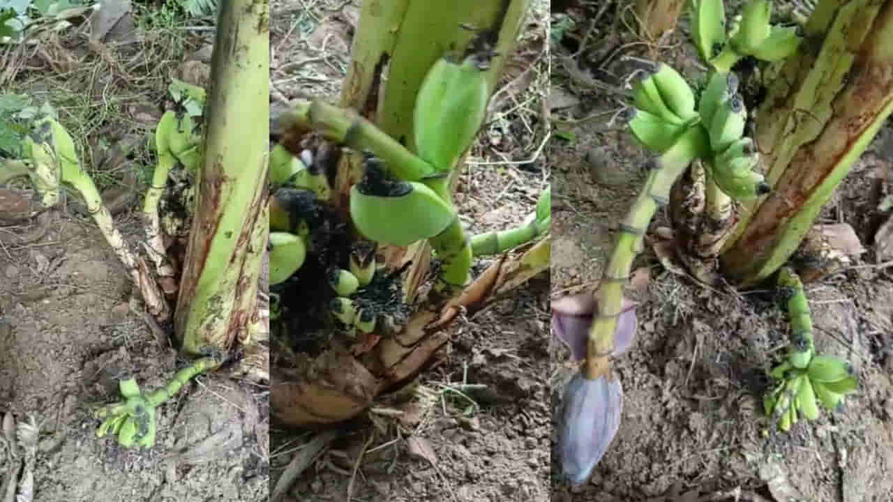 Andhra: ఇదేం విచిత్రం గురూ.. అరటి చెట్టు మొదలు నుంచి 7 గెలలు..