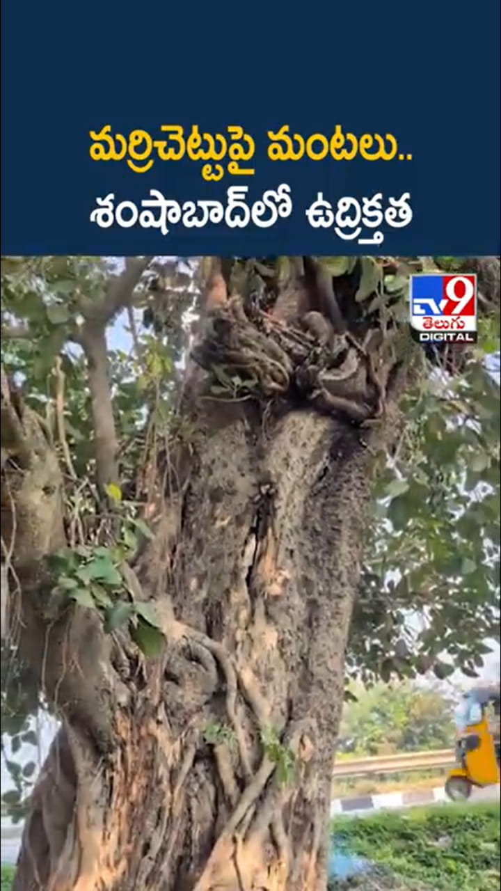 ఇదేమి విచిత్రం.. పచ్చని మర్రిచెట్టులో మంటలు
