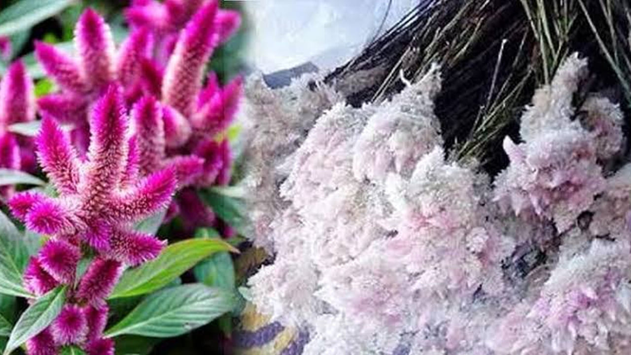 చాలా వరకు పూర్వకాలంలో తంగేడు పూలతోనే బతుకమ్మను కాస్త పెద్దగా పేర్చేవారు. పల్లె ప్రాంతాలలోని గుడ్డలు, చెరువుల వద్ద ఎక్కువగా ఈ తంగేడు పూల చెట్లు కనిపిస్తాయి. అయితే వీటిని తీసుకొచ్చి బతుకమ్మకు ఉపయోగించడం మంచిది. ఇది పసుపు రంగులో ఉంటుంది కాబట్టి దీనిని కాస్త ఎక్కువగా వెతికి తెచ్చుకోవడం వలన దాదాపు రెండు మూడు వరసల్లో దీనిని పెడితే బంతి పూలు కొనుగోలు చేసి పెట్టాల్సిన పని తప్పుతుంది.