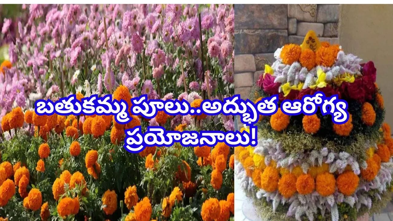 తంగేడు నుండి గునుగు వరకు.. బతుకమ్మ పూలలో దాగున్న అద్భుత ఆరోగ్య ప్రయోజనాలు!