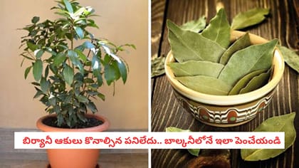 బిర్యానీ ఆకులు కొనాల్సిన పనిలేదు.. బాల్కనీలోనే ఇలా పెంచేయండి