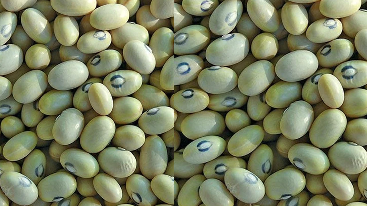 Beans 1