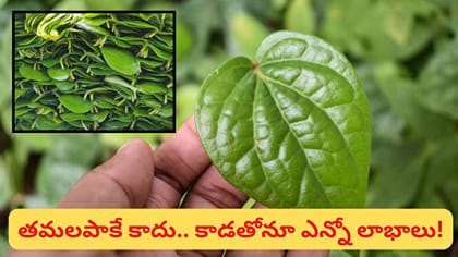 తమలపాకు కాడను పడేస్తున్నారా? వీటితో కలిపి తీసుకుంటే ఎలాంటి..