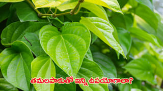 తమలపాకు కాడను పారేస్తున్నారా? ఈ విషయాలు తెలిస్తే అస్సలు వదలిపెట్టరు..!