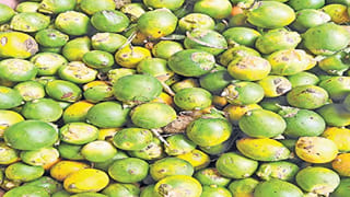 వక్క సాగుతో రైతులకు కాసుల పంట.. ఒక్కసారి నాటితే దశాబ్దాల పాటు ఆదాయం