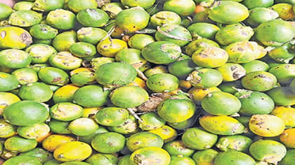ఈ పంటతో ఎకరానికి రూ.2.50 లక్షల ఆదాయం
