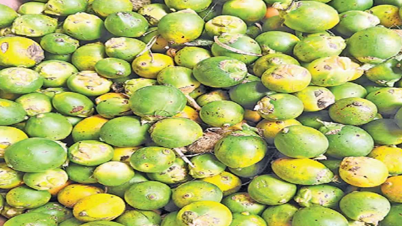వక్క సాగుతో రైతులకు కాసుల పంట.. ఒక్కసారి నాటితే దశాబ్దాల పాటు ఆదాయం
