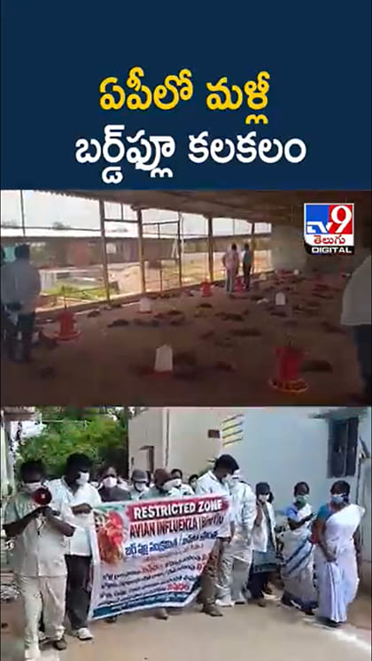 Bird Flu: వామ్మో.. అనంతపురం జిల్లాలో మళ్లీ బర్డ్‌ఫ్లూ కలకలం