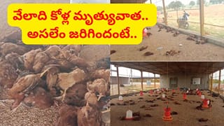 ఒకేసారి వేలల్లో కోళ్లు మృత్యువాత.. విషయం తెలుసుకుని షాక్ అయిన నాన్ వెజ్ ప్రియులు..