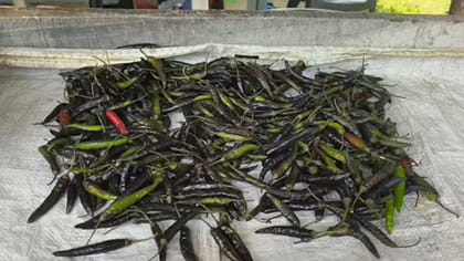 రంగు నలుపు.. ఘాటు మాత్రం అదుర్స్..
