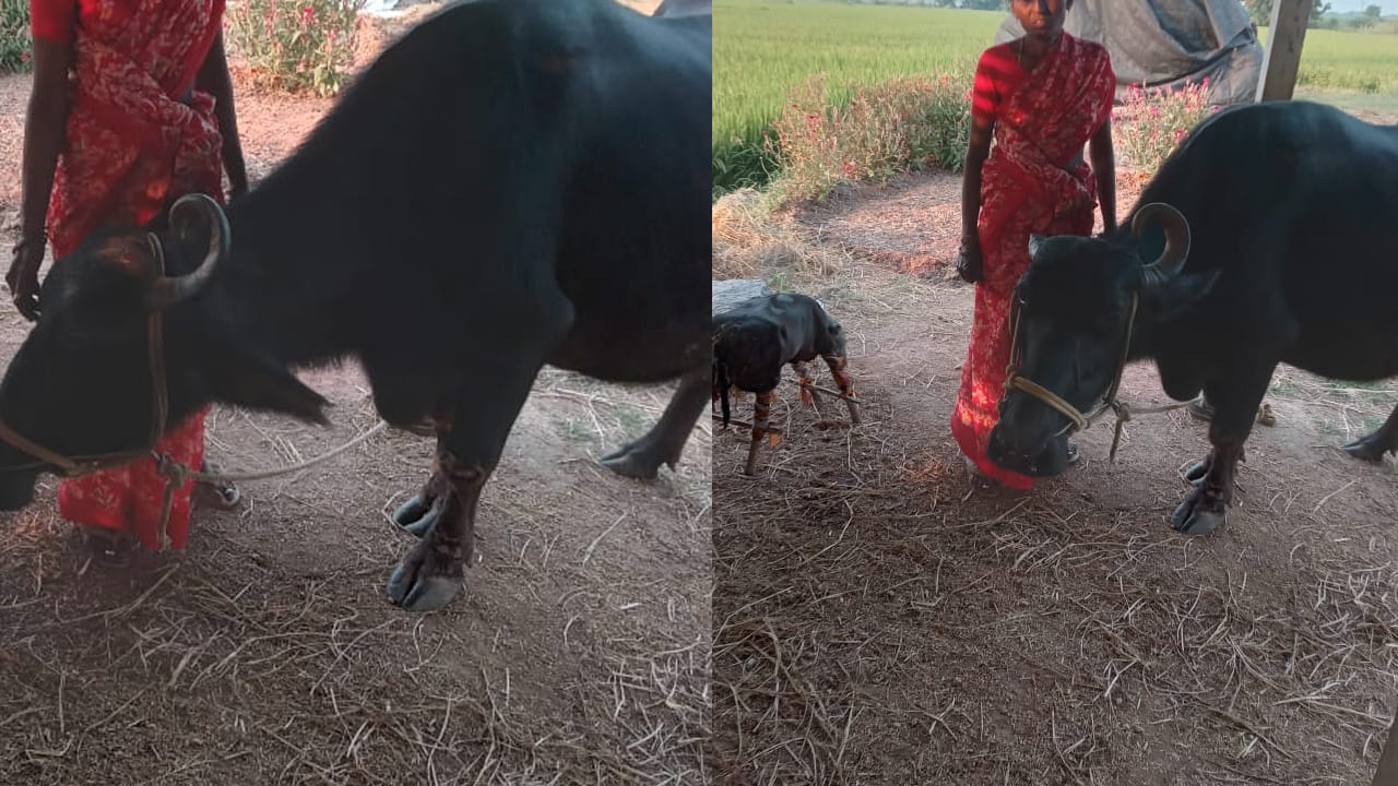 Buffalo 1