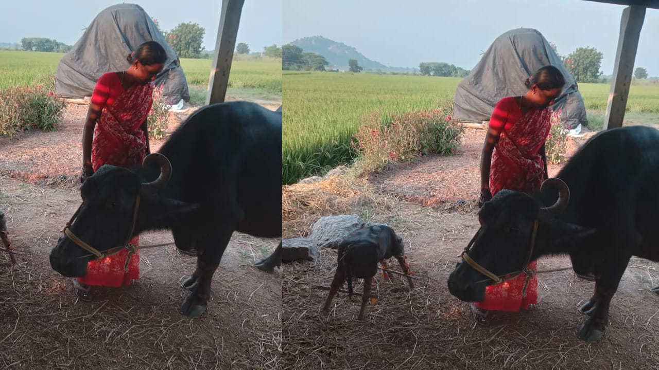 Buffalo 2