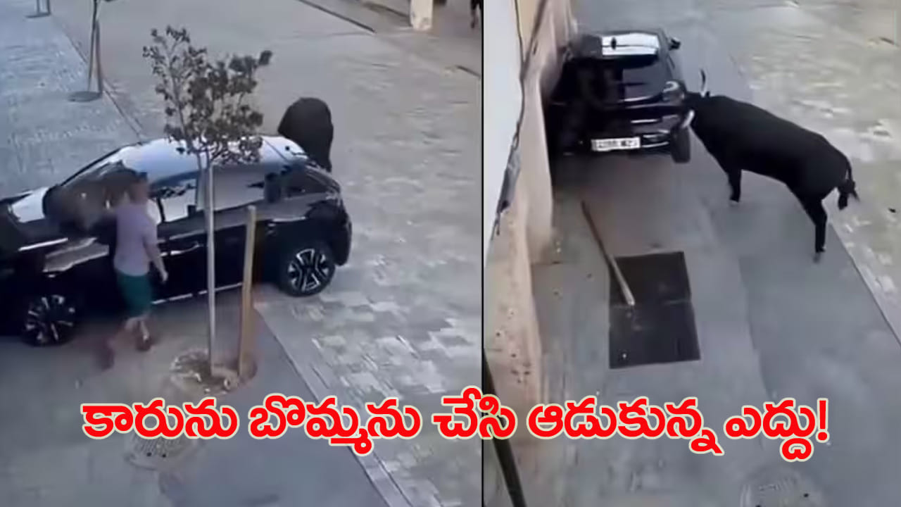 Watch: పార్క్ చేసిన కారుపై ఎద్దు బీభత్సం.. వీడియో చూస్తే ఒళ్లు గగుర్పొడవాల్సిందే!