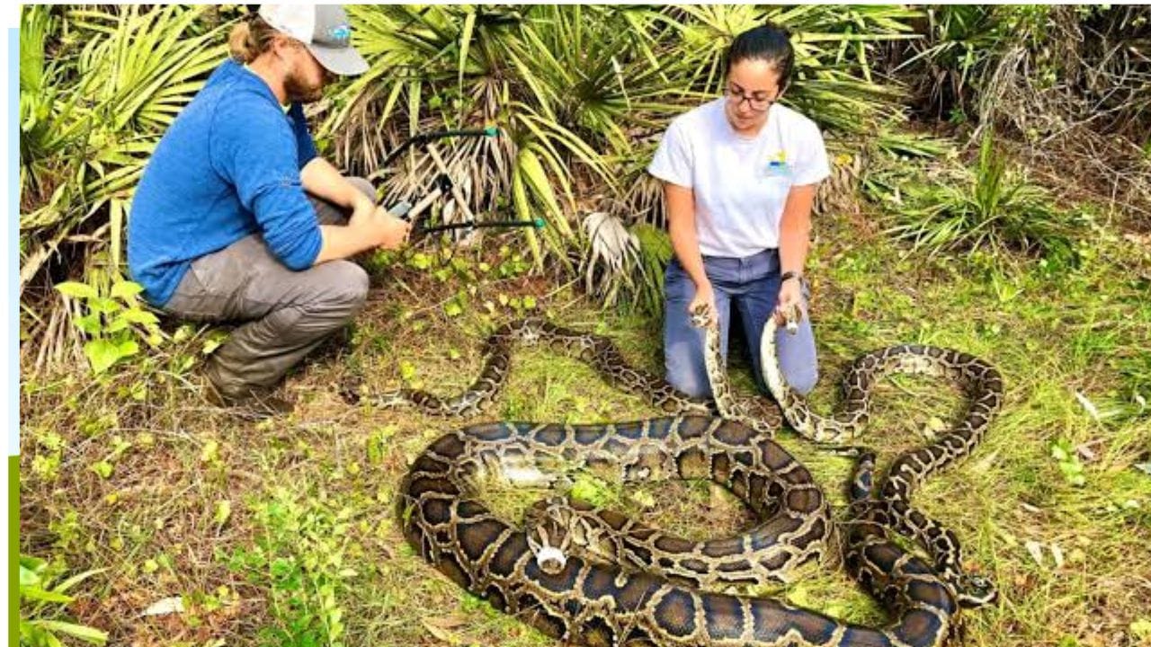 Burmese Python In Florida