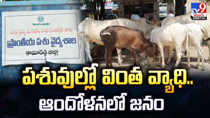 పశువుల్లో వింత వ్యాధి.. ఆందోళనలో జనం