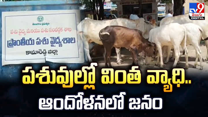 పశువుల్లో వింత వ్యాధి.. ఆందోళనలో జనం పశువుల్లో వింత వ్యాధి.. ఆందోళనలో జనం
