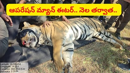 ఐదుగురి ప్రాణాలు తీసిన పులి చిక్కింది.. నెల రోజుల ఉత్కంఠకు తెర!