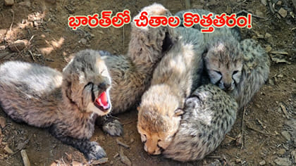 భారత్ గడ్డపై కొత్త తరం చీతాలు.. ఒకే కాన్పులో 5 కూనలు!