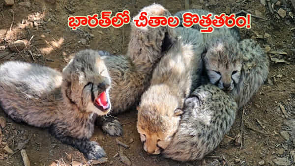 కునోలో చీతాల జోరు.. ఒకేసారి 5 కూనలకు జన్మనిచ్చిన భారత ఆడ చీతా!