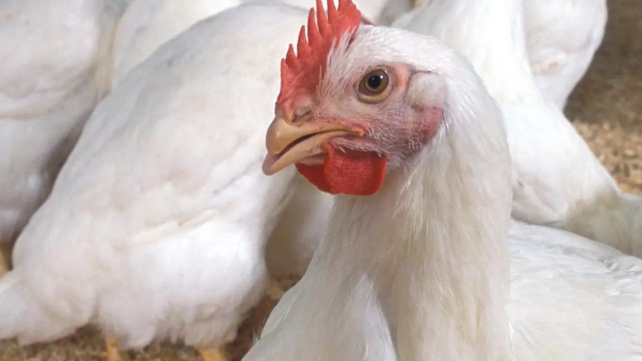 Chicken Prices 4