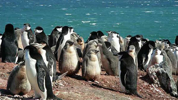 Penguins: పెరుగుతున్న భూతాపం.. పిట్టల్లా రాలిపోతున్న పెంగ్విన్లు..