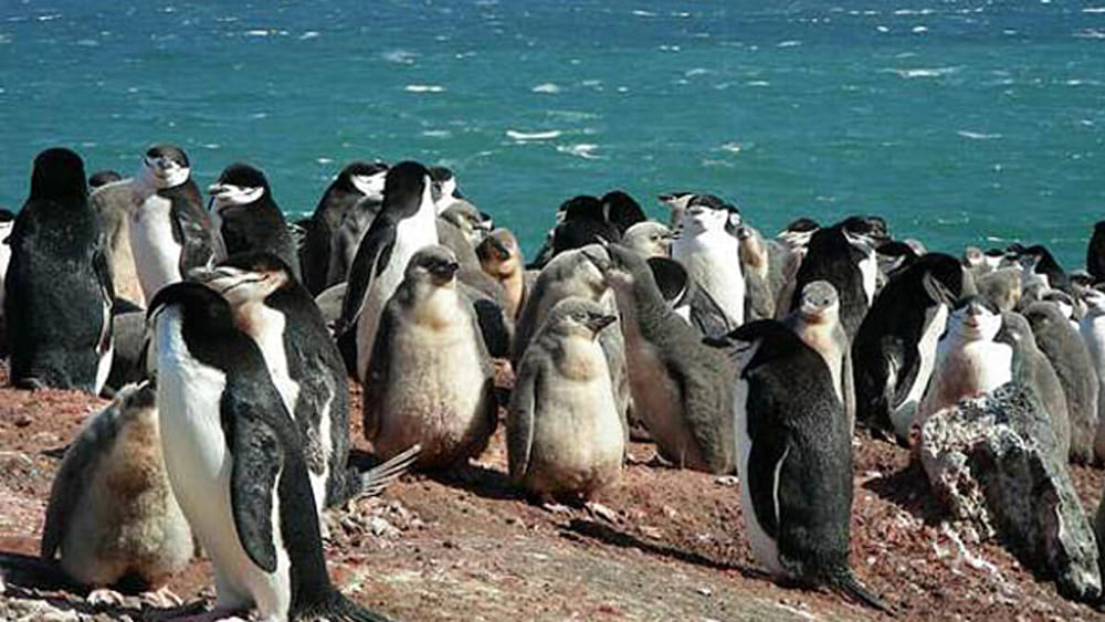 Penguins: పెరుగుతున్న భూతాపం.. పిట్టల్లా రాలిపోతున్న పెంగ్విన్లు..