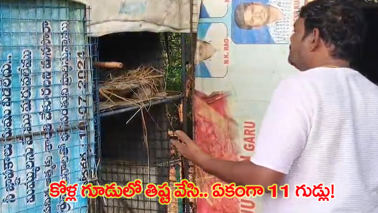కోళ్ల గూడు నుంచి ఒక్కటే శబ్ధాలు.. వెళ్లి చూసేసరికి కదల్లేని స్థితిలో కోడి.. విషయం తెలిసి షాక్!