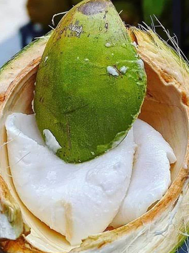 కొబ్బరి నీళ్లే కాదండోయ్.. కొబ్బరి మలై చేసే మ్యాజిక్ తెలుసా?