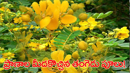 తంగేడు పువ్వులకు వెళ్లి.. తీవ్ర గాయాలతో తిరిగొచ్చి వ్యక్తి!