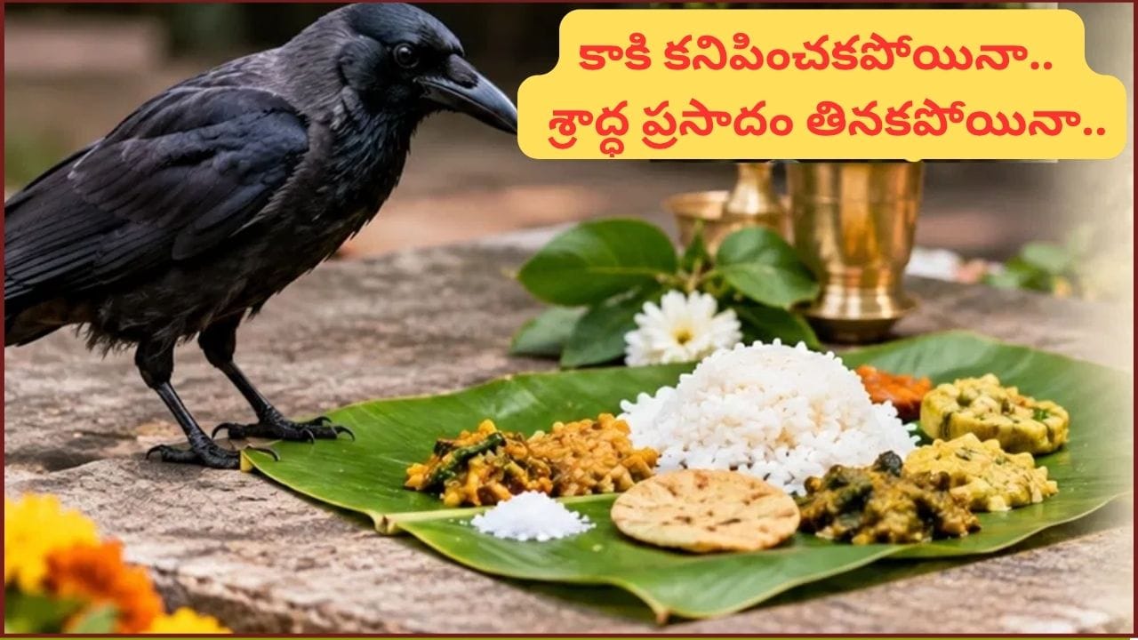 కాకి శ్రాద్ధ ప్రసాదం తినలేదా? పితృ పక్షంలో ఇలా చేస్తే సరిపోతుందట.. పంచబలి గురించి తెలుసా?