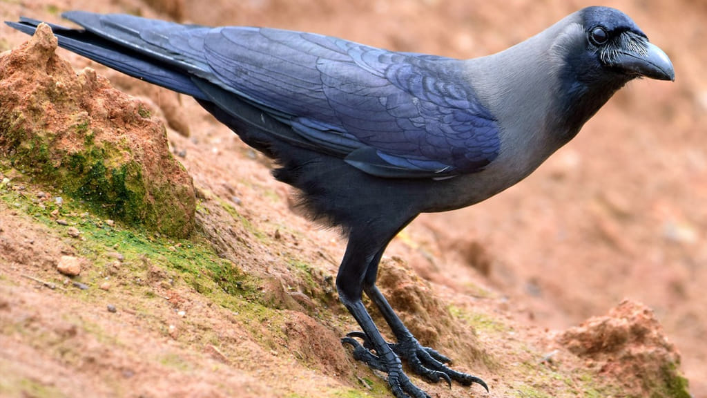 Crow: కాకి జీవితం వెనుక దాగిన అద్భుతమైన రహస్యాలు!