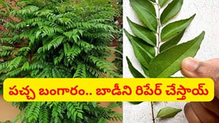 యాంటీఆక్సిడెంట్లకు మూలం.. 4 ఆకులు తింటే మస్త్ బలం.. జుట్టు అద్భుతంగా పెరుగుతుంది..