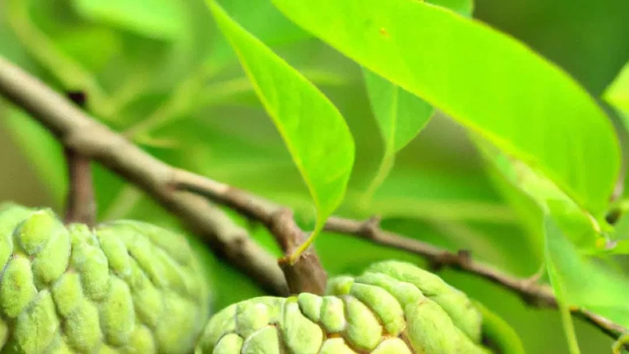 రక్తపోటు తగ్గుతుంది: సీతాఫలం పండు ఆరోగ్యానికి ఎంతో మేలు చేయడమే కాకుండా, సీతాఫలం ఆకులలో కూడా అద్భుతమైన ఆయుర్వేద గుణాలు ఉన్నాయి. ఈ ఆకులలో ఉండే పొటాషియం, మెగ్నిషియం రక్తనాళాలను ప్రశాంతపరిచి, రక్తప్రసరణను క్రమబద్ధీకరిస్తాయి. ఫలితంగా అధిక రక్తపోటు సమస్య తగ్గుతుంది. గుండె ఆరోగ్యం మెరుగవుతుంది.