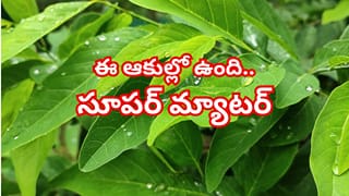సీతాఫలం ఆకుల్లో సూపర్ మ్యాటర్.. ఆ రోగాలను తరిమికొట్టే అద్భుత ఆయుర్వేద ఔషధం!