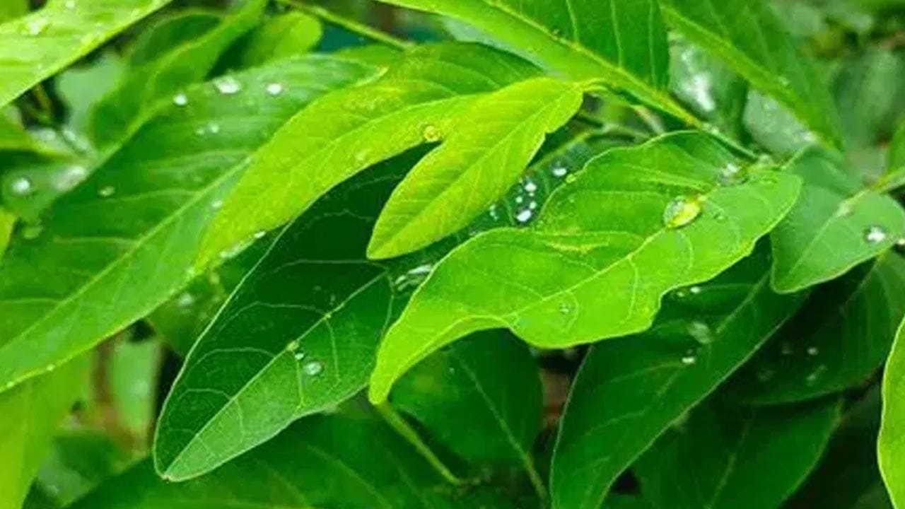 డయాబెటిస్ అదుపులో ఉంటుంది: సీతాఫలం ఆకులు మధుమేహ గ్రస్తులకు ఎంతో మేలు చేస్తాయి. వీటిని నీటిలో మరిగించి కాషాయంలా తయారుచేసి తాగడం వల్ల రక్తంలో గ్లూకోజ్ స్థాయిలు అదుపులో ఉంటాయి. ఇది శరీరంలో సహజ ఇన్సులిన్లా పనిచేసి టైప్-2 డయాబెటిస్ను నియంత్రించడంలో సహాయపడుతుంది.