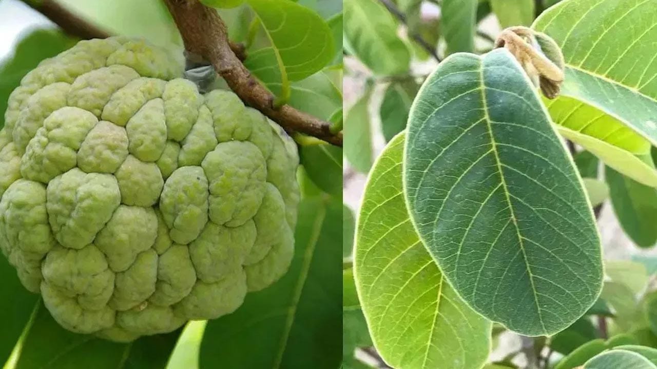 జీర్ణక్రియ, లివర్ ఆరోగ్యం: సీతాఫల ఆకుల కషాయం తాగడం వల్ల అజీర్తి, కడుపు ఉబ్బరం, గ్యాస్ట్రిక్ సమస్యలు నయమవుతాయి. అలాగే ఇవి శరీరంలోని టాక్సిన్లను బయటకు పంపి, లివర్ పనితీరును మెరుగుపరుస్తాయి. ఈ ఆకులలో యాంటీ ఆక్సిడెంట్లు, యాంటీ ఫంగల్, యాంటీ బ్యాక్టీరియల్, యాంటీ ఇన్ఫ్లమేటరీ గుణాలు సమృద్ధిగా లభిస్తాయి.