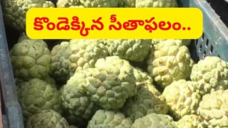 సీతాఫలానికి కష్టకాలం.. ఎల్‌నినో దెబ్బకు తగ్గిన దిగుబడి.. ఆకాశన్నంటుతున్న ధరలు..