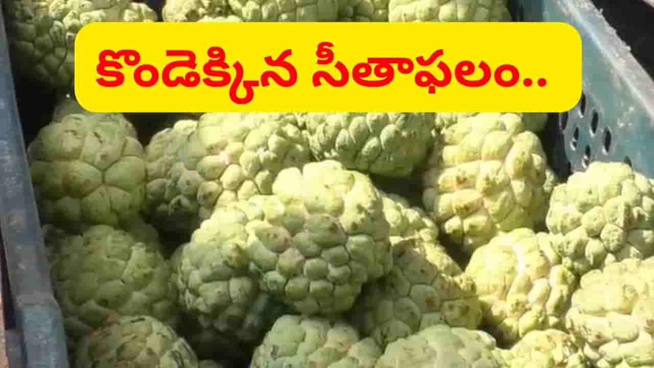 సీతాఫలానికి కష్టకాలం.. ఎల్నినో దెబ్బకు తగ్గిన దిగుబడి.. ఆకాశన్నంటుతున్న ధరలు..