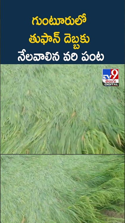 అర్నబ్ తుఫాన్ దెబ్బకు నేలవాలిన వరి పంట
