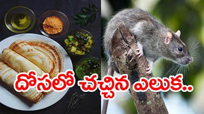 దోశలో చచ్చిన ఎలుక.. హోటల్ యజమానిని బెదిరించి రూ.25 లక్షలు డిమాండ్
