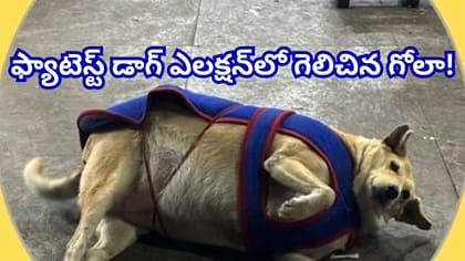 ఫ్యాటెస్ట్ డాగ్ ఎలక్షన్‌లో గెలిచి ట్రెండింగ్‌లో నిలిచిన గోలా!