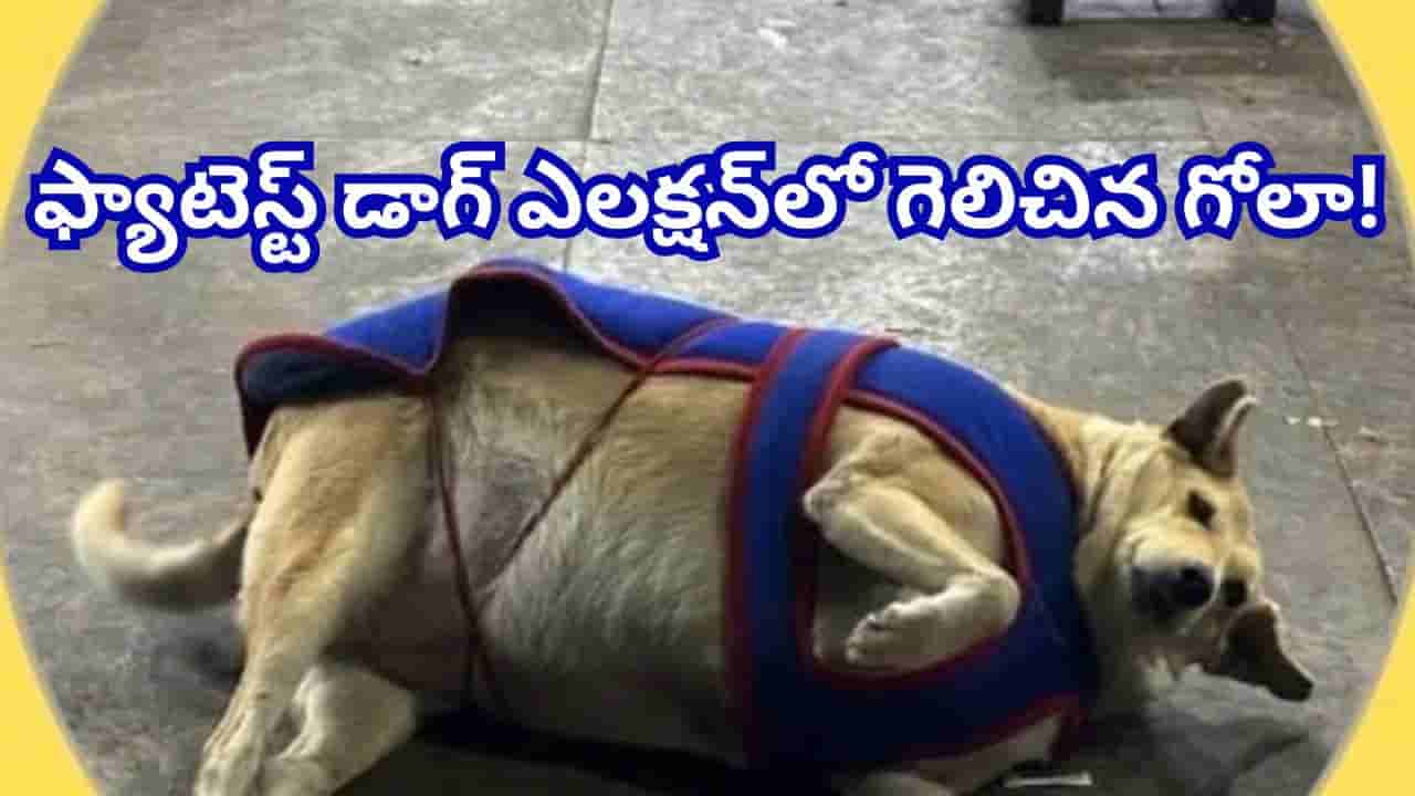 మరణించినా గెలిచింది.. ఫ్యాటెస్ట్ డాగ్ ఎలక్షన్లో గెలిచి ట్రెండింగ్లో నిలిచిన గోలా!